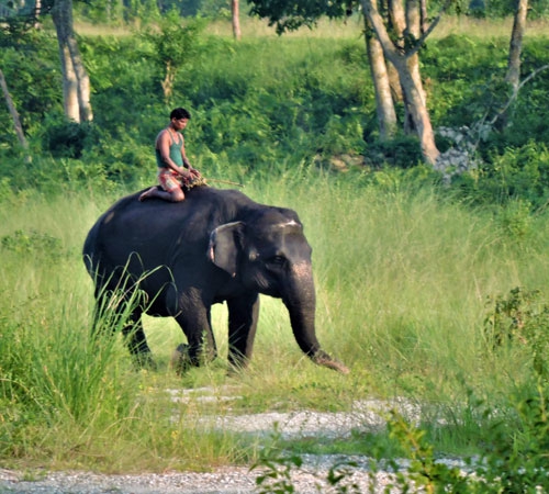 DELIGHTFUL DOOARS TOUR