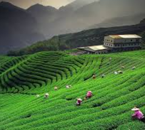 Jewel Of Sikkim With Darjeeling